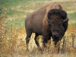 Il bisonte: scopriamone la simbologia ed il siignificato