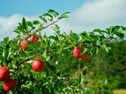 L'albero di melo nella tradizione celtica: significato e simbologia