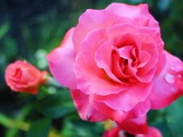 La rosa: un fiore dalla simbologia complessa ed ambivalente