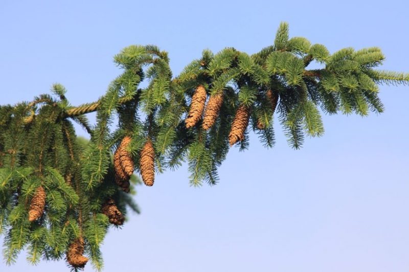 abete albero sacro dei celti