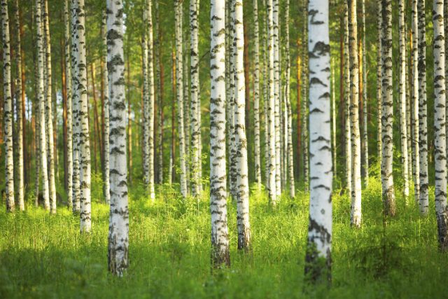 Simbolo e significato della Betulla, albero dei Celti