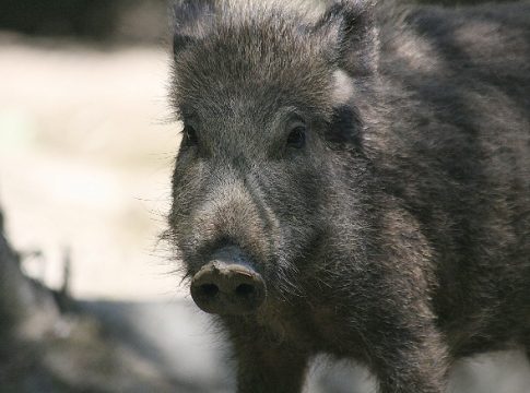 Animali totemici celtici: simbologia e significato dei principali