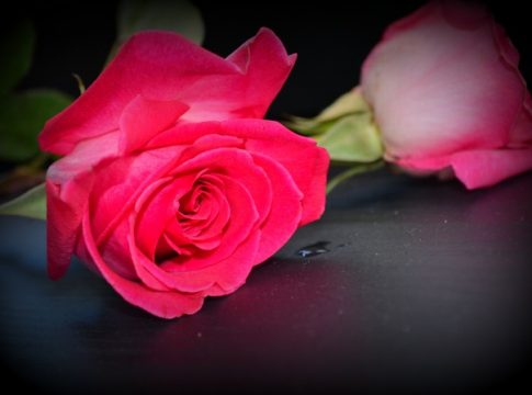 La rosa ed il suo tatuaggio: la complessa ed ambivalente simbologia di questo fiore di rara bellezza